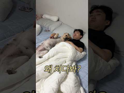 마지막 영상 #포캣멍센터 #다다 #