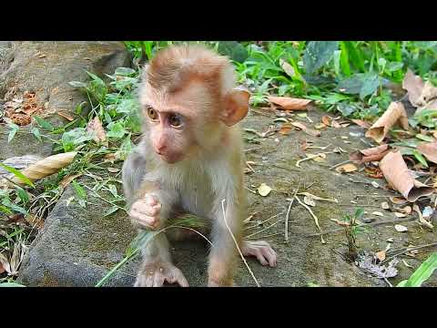 The most adorable and intelligent monkey in the world