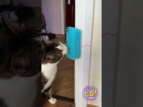 Your Cat Won’t Stop Playing! 😏🐾 #FunnyCats #Shorts