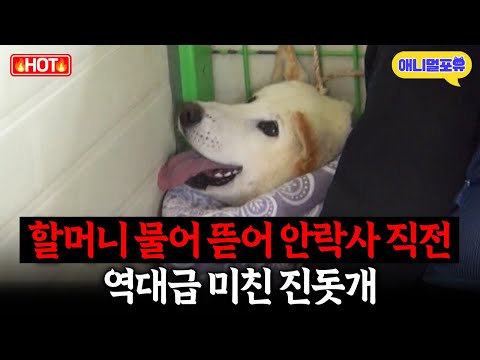 사람만 보면 물어 뜯는 미친 진돗개, 결국 안락사 직전 I KBS 개는 훌륭하다 230619 방송