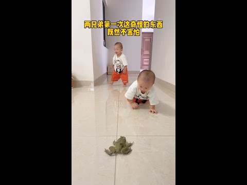 The twins first saw the bullfrogs, and they were not afraid. Let's see how they play with the bullf