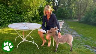 A Mother’s Rejection Couldn't Stop This Little Donkey’s Spirit