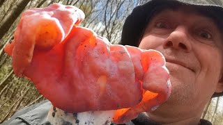 ЯДОВИТЫЙ или съедобный? Какие Строчки можно есть? Разбор грибов.