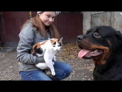 💥Rottweiler Nora and cat. Dog training. Odessa