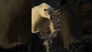 A deadly marine mammal 🐻‍❄️ #Shorts #Animals #PolarBear