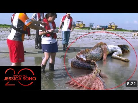 Kapuso mo jessica soho / Totoong sirena ba ito ? Kmjs latest episodes #kmjslatest