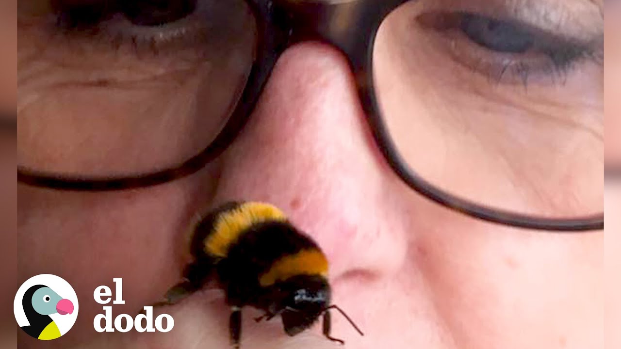 Mujer se convierte en mejor amiga de una abeja que rescató