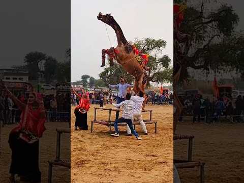जब ऊंट बना 'खतरों का खिलाड़ी' – दो खाटों के बीच सुपरजंप 😳😳🔥#comedy #cameldance #camel