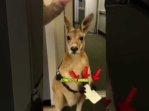 UN CANGURO NO PUDO VIAJAR #automobile #datoscurisos #humor