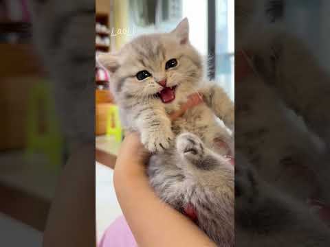 😹💕😽Cute and naughty kittens#cat