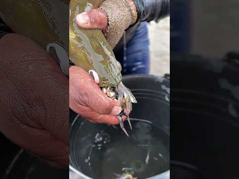 This fish is a mouthbrooder 🐟