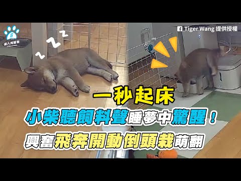 【小柴聽飼料聲睡夢中驚醒！ 興奮飛奔開動倒頭栽萌翻】｜網友 / Tiger Wang / 徐燕馨