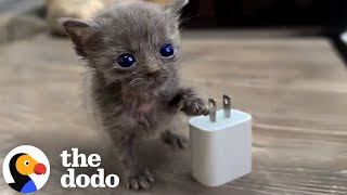 Micro Kitten Befriends An Eyeless Kitten 💕 | The Dodo