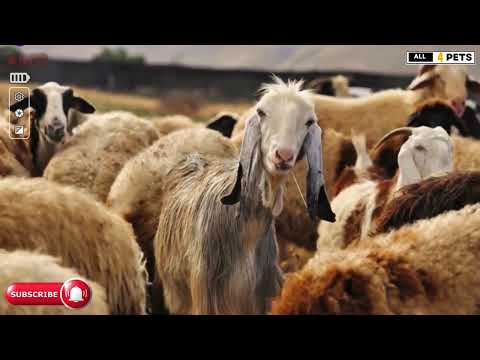 Top 3 Livestock Guardian Dog Breeds for Farm Protection  | Wolf killers #shorts #ytshorts #livestock