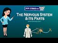 Nervous System Functions and Structures
