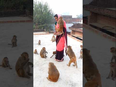 Vanar sena ki today new funny video #monkeyvideosforkids #monkey #cute #monkeylove