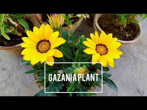 This Flowering Plant Will Transform Your Garden - Say Hello to Gazania!