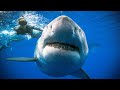 World's Biggest Shark Sightings