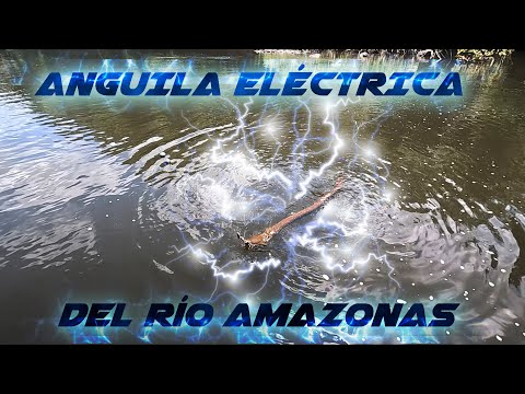 Anguila eléctrica del Amazonas!!