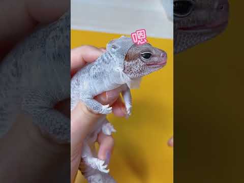 #夏季萌友季 #爬宠 #养爬姑娘 #pets #爬虫類 #animals