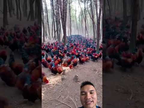 Mô hình nuôi gà đồi #farming101