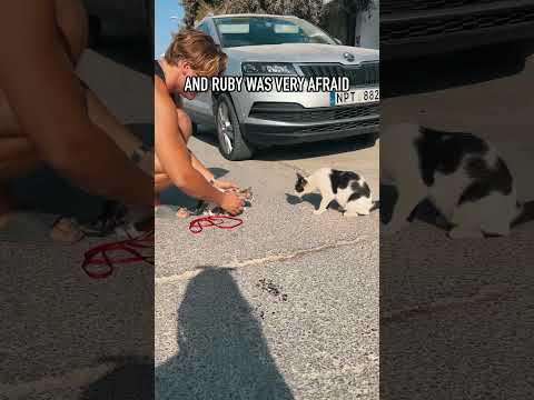 Ruby, the baby cat meets friends?❤️