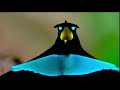 Courtship Behavior of the Bird of Paradise