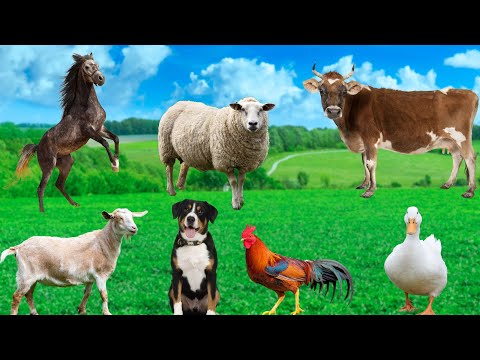 Familiar Animal Habits: Cows, Goats, Roosters, Ducks, Horses