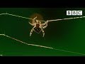 Spider Silk and Web Construction