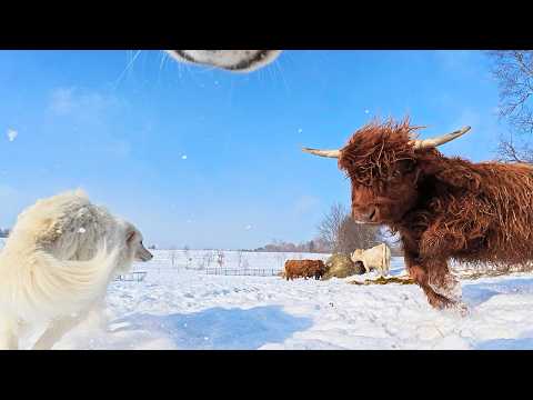 Farm Animals vs. Snow