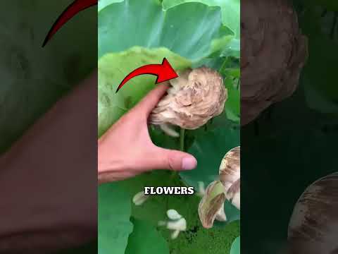 This Guy Opens Up Water Flowers