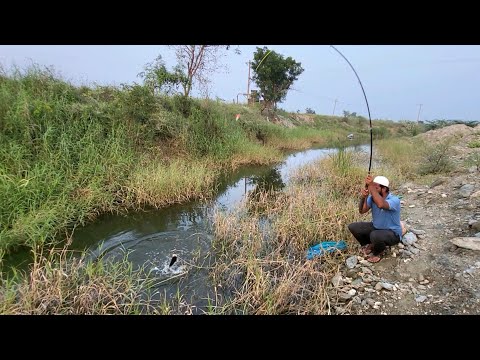 "SNAKEHEAD FISH FISHING"FISHER Man Catching in Maral fish and Tilapiafishes:Amazing fishing video