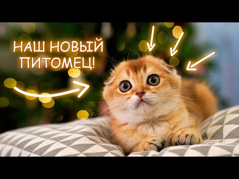 МЫ ВЗЯЛИ КОТЕНКА! НАШ НОВЫЙ ПИТОМЕЦ