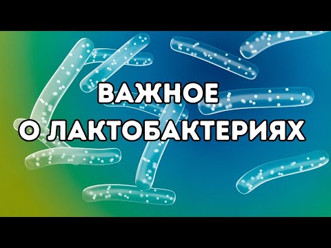 Важное о лактобактериях #doctorberezovska #olenaberezovska #лактобактерии #микробиом #микробиота