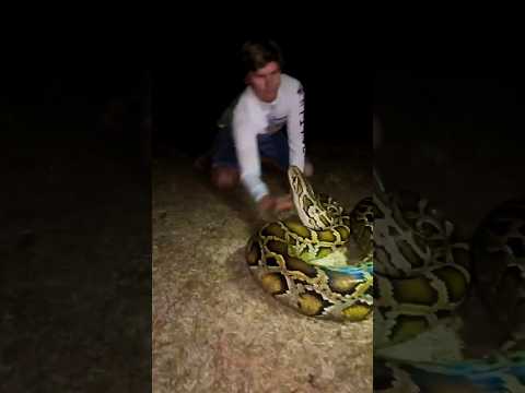 Смерть без звука#животные #змея