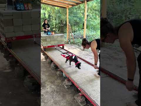 High Desert Sporting Dogs #bullymax #dogsports #pitbulls