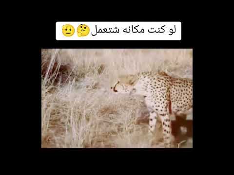 لن تصدق ماذا فعل هذا الرجل مع الفهود 🫠🐅🐆 #weather #storm #news