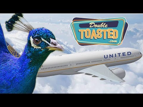 United Airlines Free Baggage Coupon 07 2021 - united airlines roblox