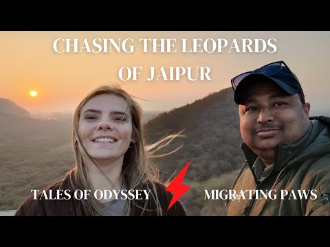 Chasing the Leopards of Jhalana #wildlife #youtubevideo #leopardsafari