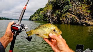 Post Spawn Catfish CRUSHED My Bluegill