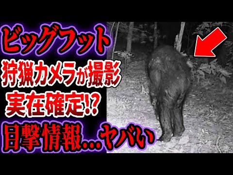 北米最強UMAビッグフット...狩猟カメラが捉えた決定的映像...近年目撃情報が止まらない怪物がヤバい【ゆっくり解説】