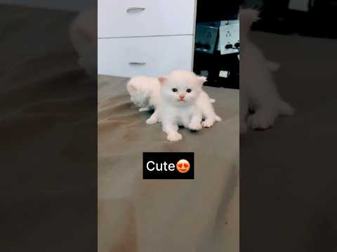 my cat delivered cute🥰kittens🐱 #cat #kittens #shortsindia