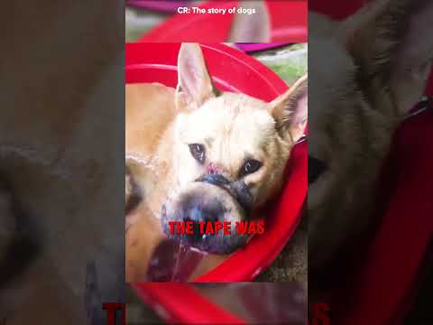 From Suffering to Hope #shorts #dogs #rescue #love