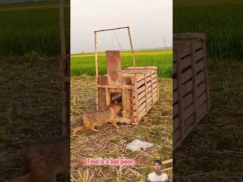 Siêu trộm cuối cùng cũng sa vào bẫy - super thief fell into the trap