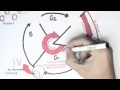 Exploring the Stages of the Cell Cycle