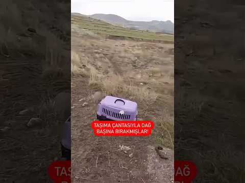 O kadar köpeğin içine taşıma çantasıyla beraber bırakıp gitmişler. Tedavisine başlandı.