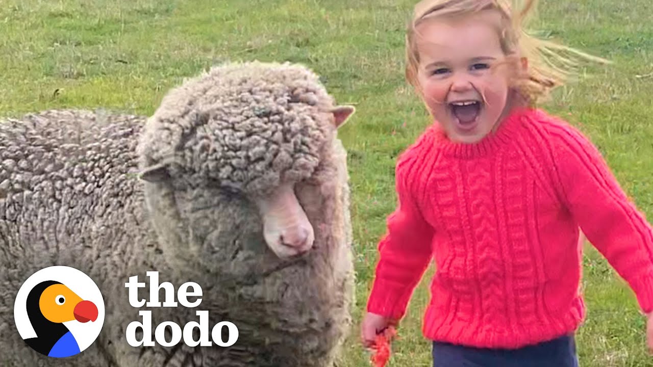 Orphaned Lamb Runs to His Favorite Toddler Like a Dalmatian Little But Fierce