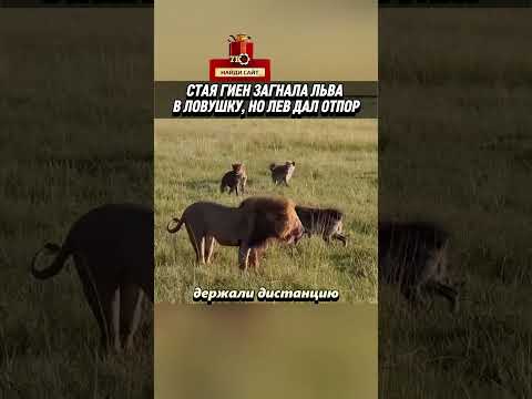 Гиены загнали льва в ловушку. #аnimals #животные