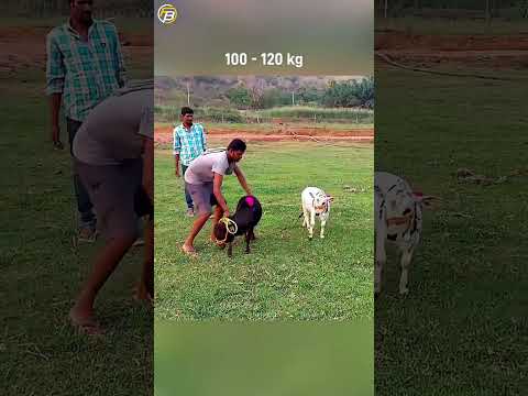 পৃথিবীর সবচেয়ে ছোট গরূ