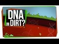 Understanding Sedimentary DNA